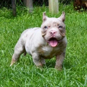 Bully s NOW READY TO LEAVE 3 boys left