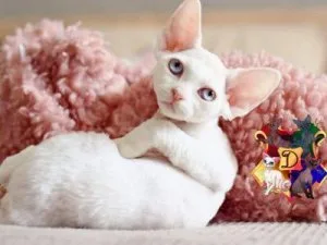 affectionate personality Devon Rex