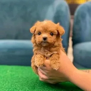 Awesome Toy Poodle puppies