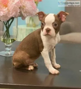Akc Reg. Boston Terrier Puppies For Sale.
