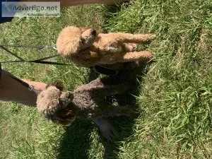 Miniature Poodles