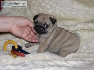 Adorable Pug puppies now ready
