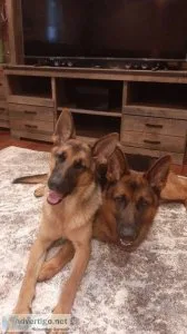 Pure AKC GERMAN SHEPHERD PUPPIES