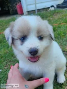 Puppies