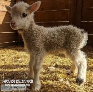 Miniature Sheep for Sale