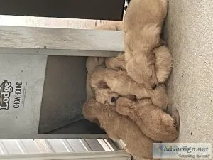 CKC Golden Retriever Puppies