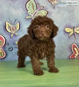 Java Mini Poodle
