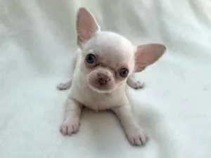 Male Kc Reg Chihuahua Puppy