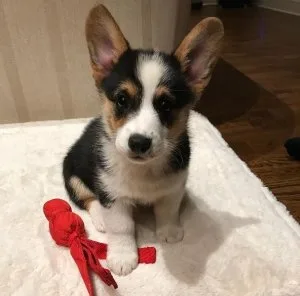 Pembroke Welsh Corgi