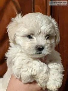 Coton De Tulear Puppies For Sale