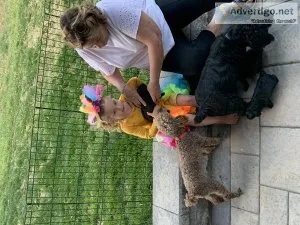 Cockapoos - LulusLovelys.com