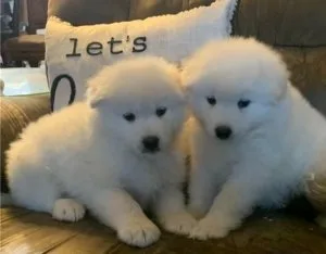 Purebred Samoyed puppies for sale