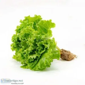 How to grow your own lettuce in a hydroponic system