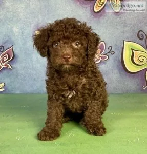 Woody Mini Poodle