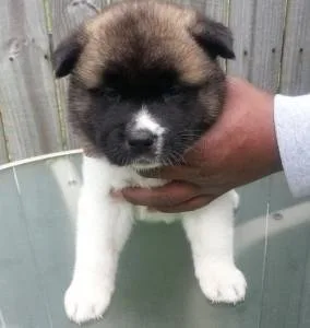 Beautiful Akita Puppies Ready
