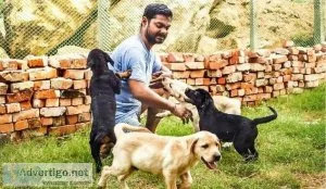 Pet Boarding In Bandra West Mumbai  Snouters