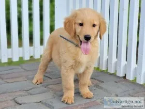 Golden Retriever puppies for sale
