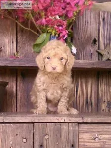 Rosie Cavapoo