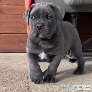 Adorable cane corso puppies for adoption