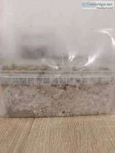 Grow kits