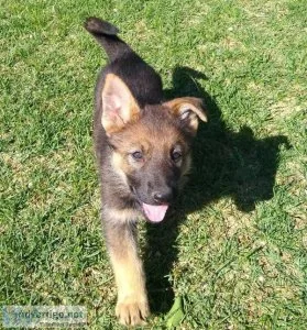 German Shepard puppies