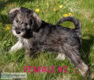 SCHNOODLE PUPPIES