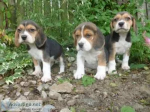 Beagles Puppies Ready Now