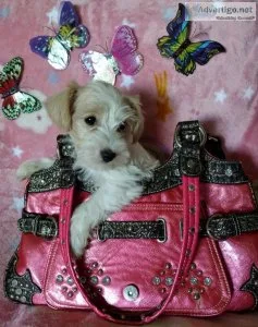 Schnoodle pups available