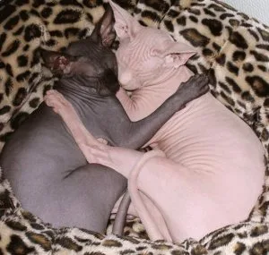 sphyx kittens for a new home