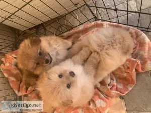 Pomerania puppies