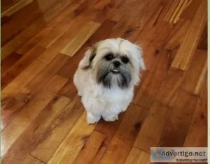 Imperial Shih Tzu mix Standard Shih Tzu Puppy