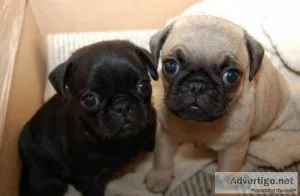 BEAUTIFUL PAPILLON Pug Puppies