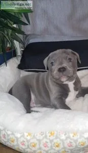 Staffordshire Bull Terrier Puppies
