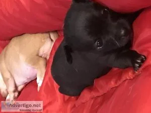 Chihuahua puppies