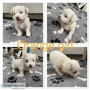 Maltese Puppies 3 boys and 3 girls