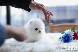 10 week old pomeranian pups 3 boys