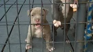 Pit Bull pups AKC 75