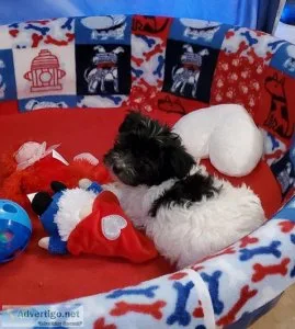 HAVANESE  BOY
