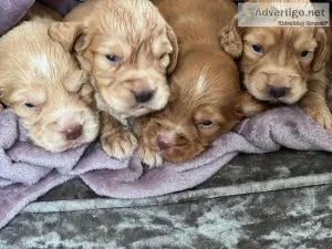Fully Heath tested cocker spaniels puppies