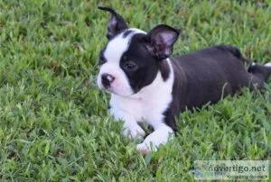 HIGH QUALITY KC REG PUPS READYBoston Terrier Puppies For Sale.