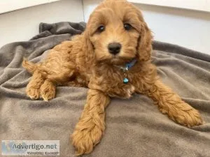 Beautiful miniature Cockapoo ready for new home now