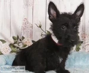 Gorgeous CKC Reg Black Scottie Puppies For Sale