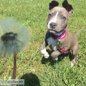Full DNA health tested clear Blue Pitbull Puppies for Sale