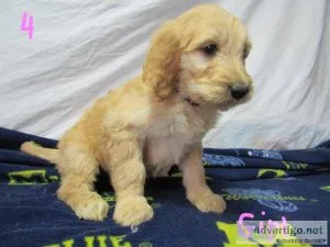 PARTI GOLDEN DOODLES FIB MOYEN SIZE