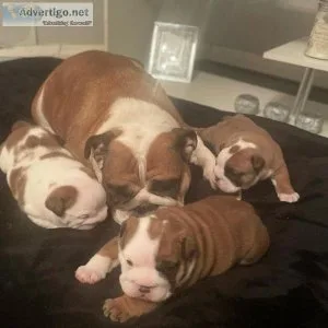 REDUCED Beautiful chuncky champion bloodline bulldogs puppies fo
