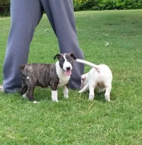 AKC Reg and Pedigree English Bull Terrier Puppies For Sale.
