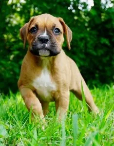 1 Bitche and 1 DogAPPROPRIATE HOMES ONLYBrindle white Boxer Pupp