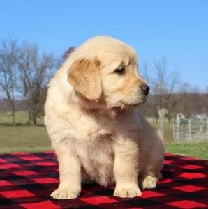 AKC Registered Health Tested Golden Retriever puppies