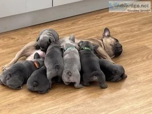 AKC registered French bulldog puppies for sale