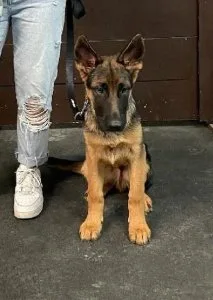 German shepherd puppies